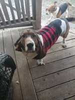 Akc. Max, a male Basset Hound for sale in Omaha, TX – Photo 2 of 3