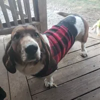 Akc. Max, a male Basset Hound for sale in Omaha, TX – Photo 1 of 3