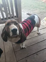 Akc. Max, a male Basset Hound for sale in Omaha, TX – Photo 1 of 3