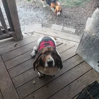 Akc. Max, a male Basset Hound for sale in Omaha, TX – Photo 3 of 3