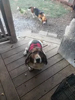 Akc. Max, a male Basset Hound for sale in Omaha, TX – Photo 3 of 3