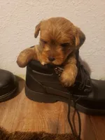 Pup girl 1, a female Yorkshire Terrier for sale in Omaha, TX – 1 of 9
