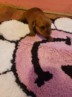 Pup girl 1, a female Yorkshire Terrier for sale in Omaha, TX – Photo 8 of 10