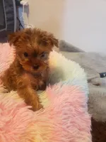 Pup girl 1, a female Yorkshire Terrier for sale in Omaha, TX – 6 of 9