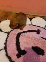 Pup girl 1, a female Yorkshire Terrier for sale in Omaha, TX – Photo 6 of 10