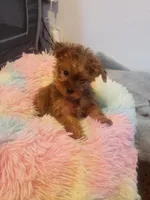Pup girl 1, a female Yorkshire Terrier for sale in Omaha, TX – 3 of 9