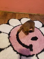 Pup girl 1, a female Yorkshire Terrier for sale in Omaha, TX – Photo 3 of 10