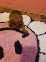 Pup girl 1, a female Yorkshire Terrier for sale in Omaha, TX – Photo 2 of 10