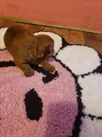 Pup girl 1, a female Yorkshire Terrier for sale in Omaha, TX – Photo 5 of 10