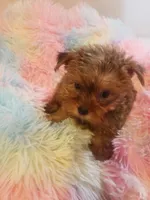 Pup girl 1, a female Yorkshire Terrier for sale in Omaha, TX – 2 of 9