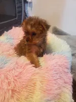 Pup girl 1, a female Yorkshire Terrier for sale in Omaha, TX – 8 of 9