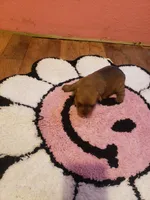 Pup girl 1, a female Yorkshire Terrier for sale in Omaha, TX – Photo 4 of 10