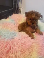 Pup girl 1, a female Yorkshire Terrier for sale in Omaha, TX – 9 of 9