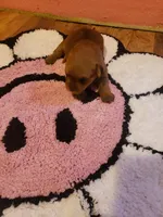 Pup girl 1, a female Yorkshire Terrier for sale in Omaha, TX – Photo 10 of 10