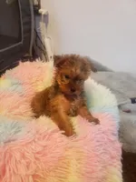 Pup girl 1, a female Yorkshire Terrier for sale in Omaha, TX – 5 of 9