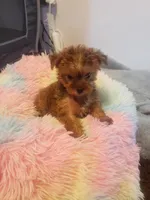 Pup girl 1, a female Yorkshire Terrier for sale in Omaha, TX – 4 of 9