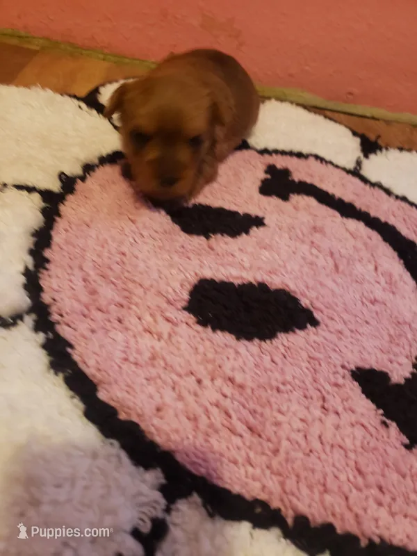 Pup girl 1 – Yorkshire Terrier puppy for sale in Omaha, TX