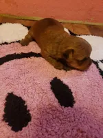 Pup girl 1, a female Yorkshire Terrier for sale in Omaha, TX – Photo 9 of 10