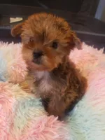 Pup girl 1, a female Yorkshire Terrier for sale in Omaha, TX – 7 of 9
