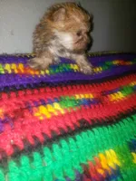 Pup girl, a female Yorkshire Terrier for sale in Omaha, TX – 3 of 3