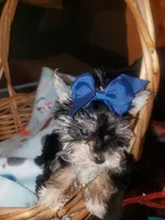 Little bitty boy, a male Yorkshire Terrier for sale in Omaha, TX – 4 of 9