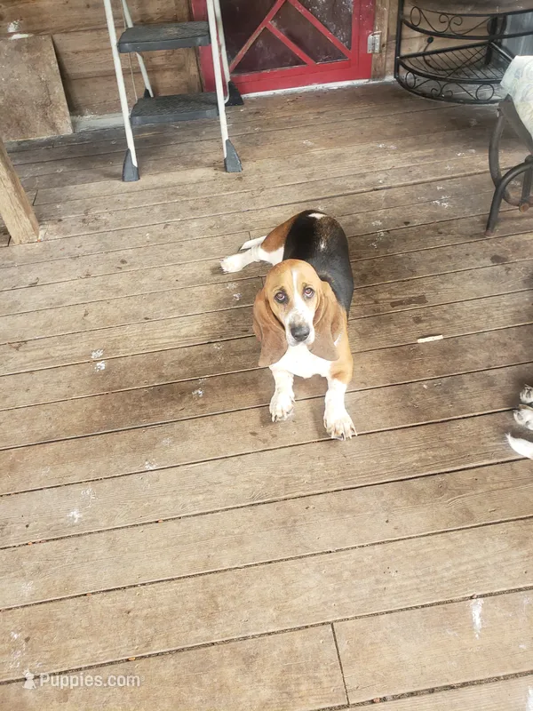 Lulu – Basset Hound puppy for sale in Omaha, TX