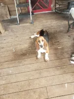 Lulu, a female Basset Hound for sale in Omaha, TX – 1 of 6