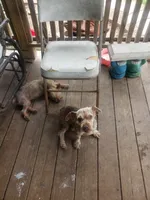 Aladdin , a male Yorkshire Terrier for sale in Omaha, TX – 3 of 4