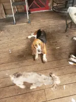 Lulu, a female Basset Hound for sale in Omaha, TX – 2 of 6