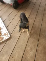 Oliver, a male Yorkshire Terrier for sale in Omaha, TX – 2 of 3