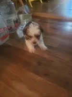 Boy, a male Shorkie for sale in Omaha, TX – 3 of 9