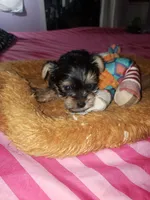 Boy 1, a male Yorkshire Terrier for sale in Omaha, TX – 8 of 8