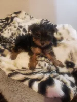 Puppy boy, a male Yorkshire Terrier for sale in Omaha, TX – 6 of 9