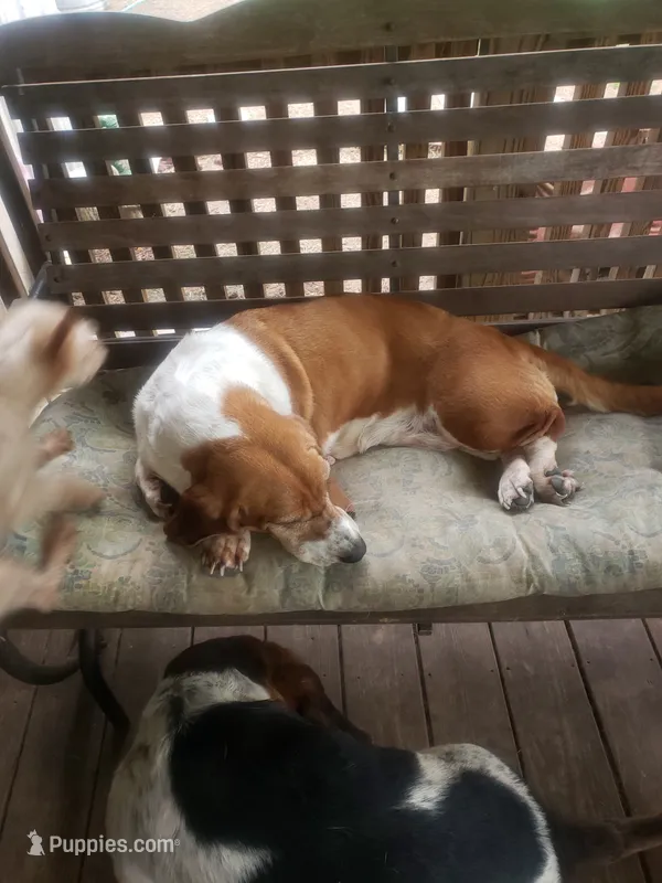 Molly – Basset Hound puppy for sale in Omaha, TX