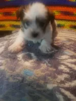 Boy, a male Shorkie for sale in Omaha, TX – 6 of 9