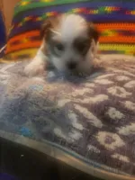 Boy, a male Shorkie for sale in Omaha, TX – 7 of 9