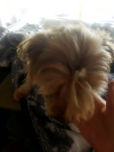 Aladdin , a male Yorkshire Terrier for sale in Omaha, TX – 7 of 7