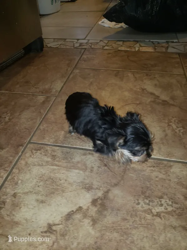 Yellow baby – Yorkshire Terrier puppy for sale in Omaha, TX