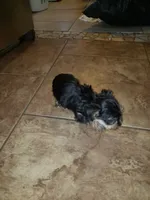 Yellow baby, a female Yorkshire Terrier for sale in Omaha, TX – 1 of 1