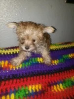 Pup girl, a female Yorkshire Terrier for sale in Omaha, TX – 2 of 3