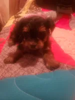 Puppy boy, a male Yorkshire Terrier for sale in Omaha, TX – 3 of 9