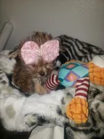 Pup girl, a female Yorkshire Terrier for sale in Omaha, TX – 8 of 9