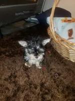Little bitty boy, a male Yorkshire Terrier for sale in Omaha, TX – 3 of 9