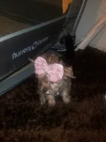 Pup girl, a female Yorkshire Terrier for sale in Omaha, TX – 3 of 9