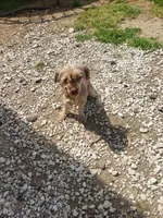 Aladdin , a male Yorkshire Terrier for sale in Omaha, TX – 4 of 4