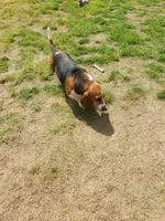 Lulu, a female Basset Hound for sale in Omaha, TX – 5 of 5