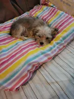 Pup boy 2, a male Shorkie for sale in Omaha, TX – Photo 9 of 9