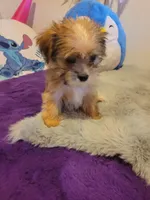 Pup boy 2, a male Shorkie for sale in Omaha, TX – Photo 3 of 9