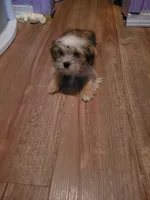 Pup boy 2, a male Shorkie for sale in Omaha, TX – Photo 7 of 9