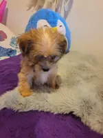 Pup boy 2, a male Shorkie for sale in Omaha, TX – Photo 4 of 9